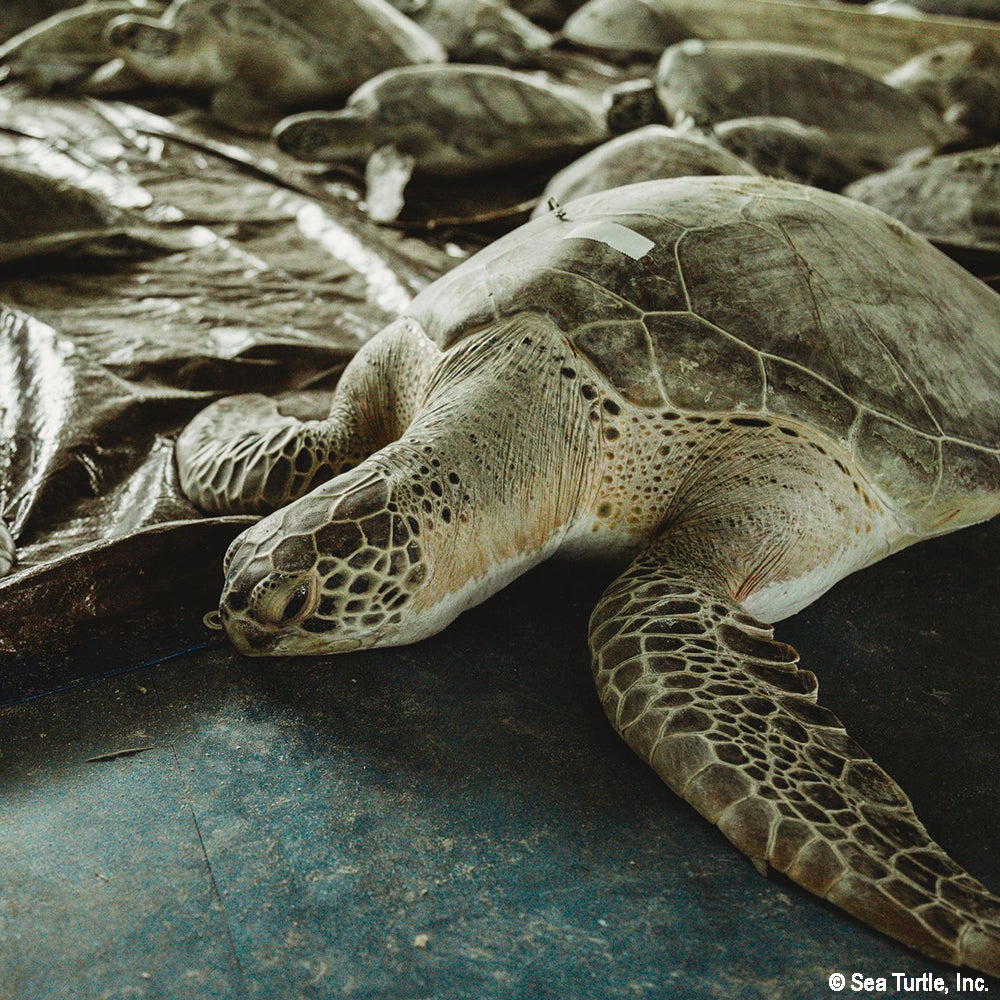 Close-up of a sea turtle with a bandage on its shell, surrounded by other turtles.