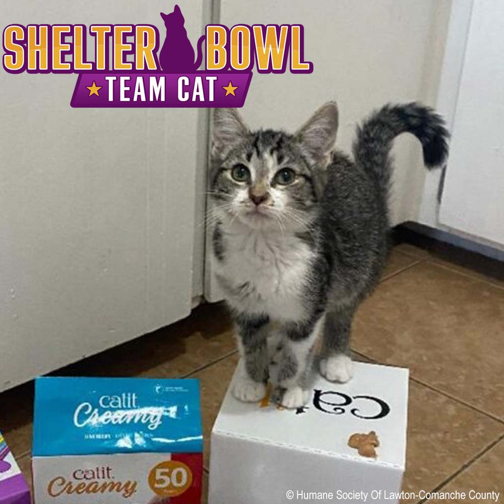Shelter Bowl 2026: Feed Hungry Shelter Pets
