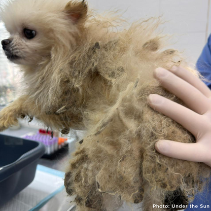 Provide Care for 54 Dogs Rescued from Horrifying Breeding Farm