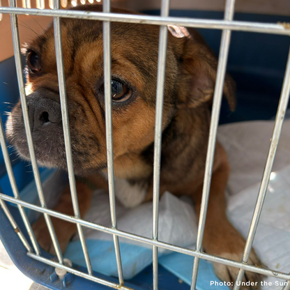 Provide Care for 54 Dogs Rescued from Horrifying Breeding Farm