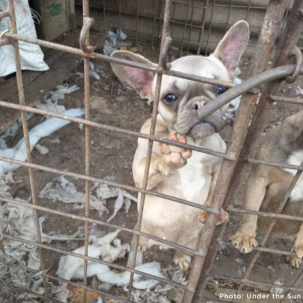Sad French bulldog in cage