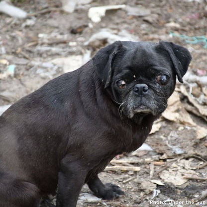 Provide Care for 54 Dogs Rescued from Horrifying Breeding Farm