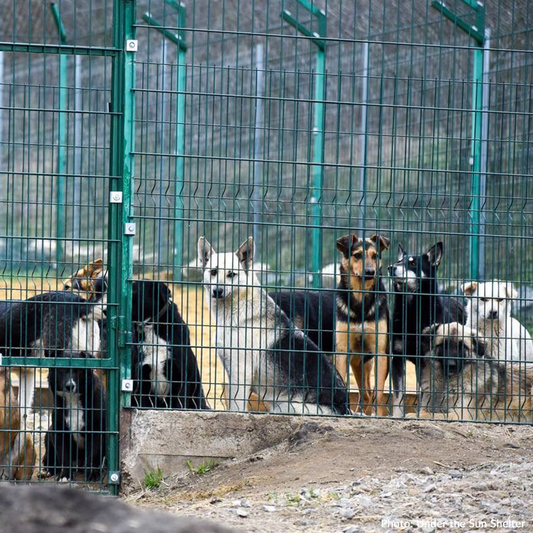 Send Medication to Protect Hundreds of Dogs from Deadly Illnesses