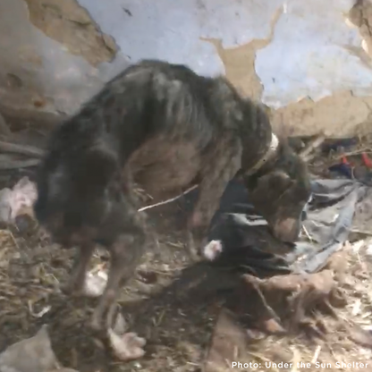 Save Sick & Starving Dog Found in Destroyed Home in Ukraine
