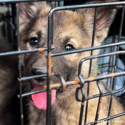 Crisis in Ukraine: Evacuate Pets Out of a War-Zone