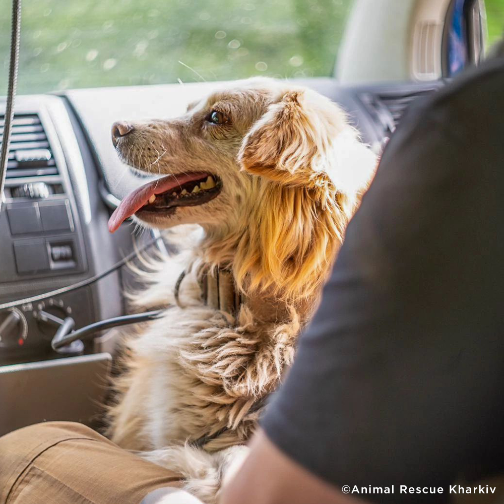 Crisis in Ukraine: Evacuate Pets Out of a War-Zone