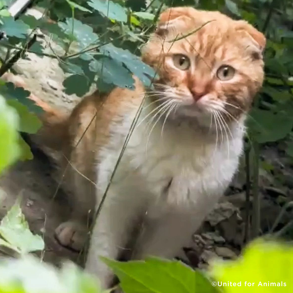 Crisis in Ukraine: Evacuate Pets Out of a War-Zone