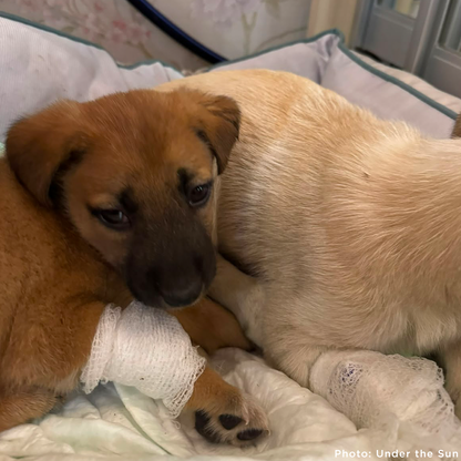 Time Is Running Out for These Puppies with Parvovirus - Help Save Them