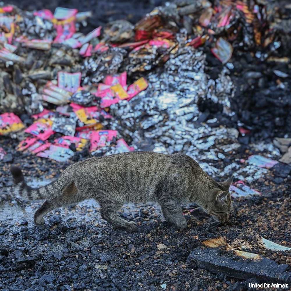 Crisis in Ukraine: Feed Starving and Abandoned Pets