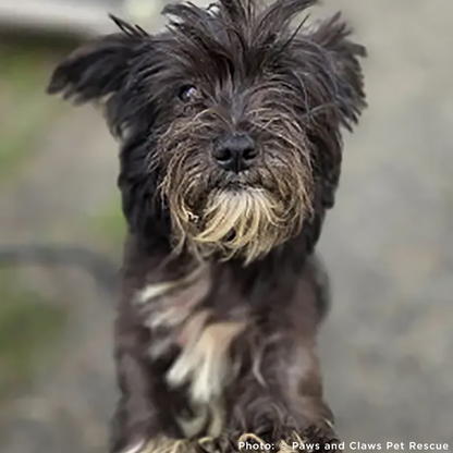 Funded: Help Over 100 Dogs Rescued from Horrible Conditions Get Urgent Medical Care