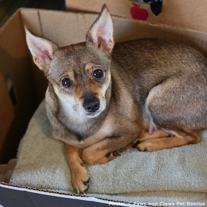 Funded: Help Over 100 Dogs Rescued from Horrible Conditions Get Urgent Medical Care