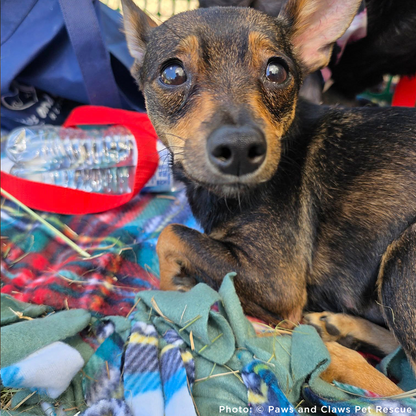 Funded: Help Over 100 Dogs Rescued from Horrible Conditions Get Urgent Medical Care