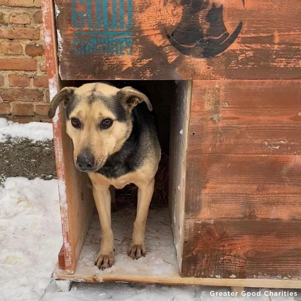 Keep Ukrainian Shelter Pets Warm & Safe