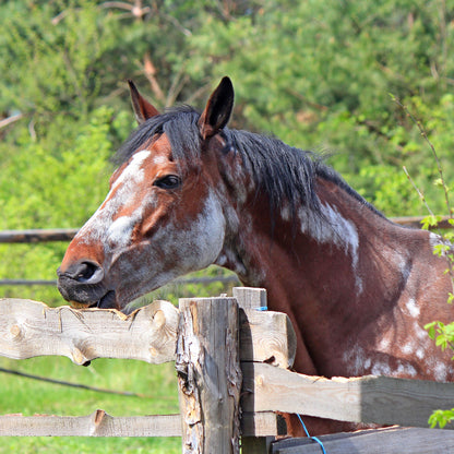 Send Care Kits to Help Rescued Horses