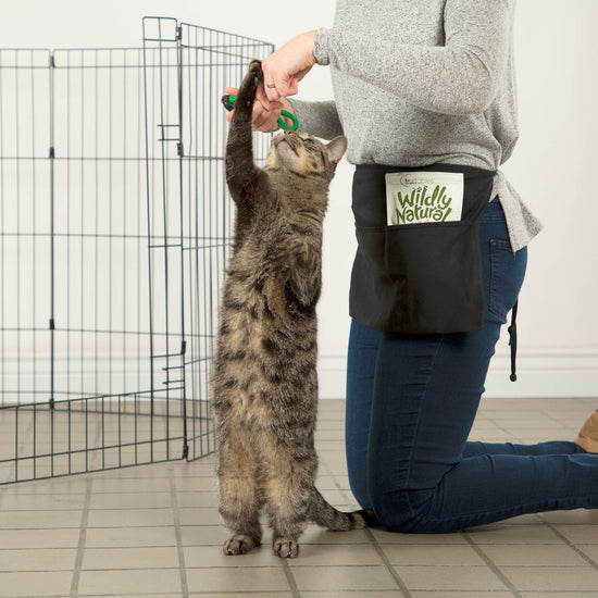 Training Packs To Help Cats & Kittens Get Adopted | GreaterGood