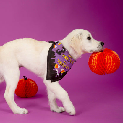 Benefit Buy - Halloween Treats For Shelter Animals