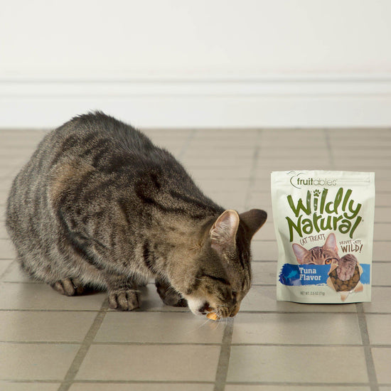 Training Packs To Help Cats & Kittens Get Adopted | GreaterGood