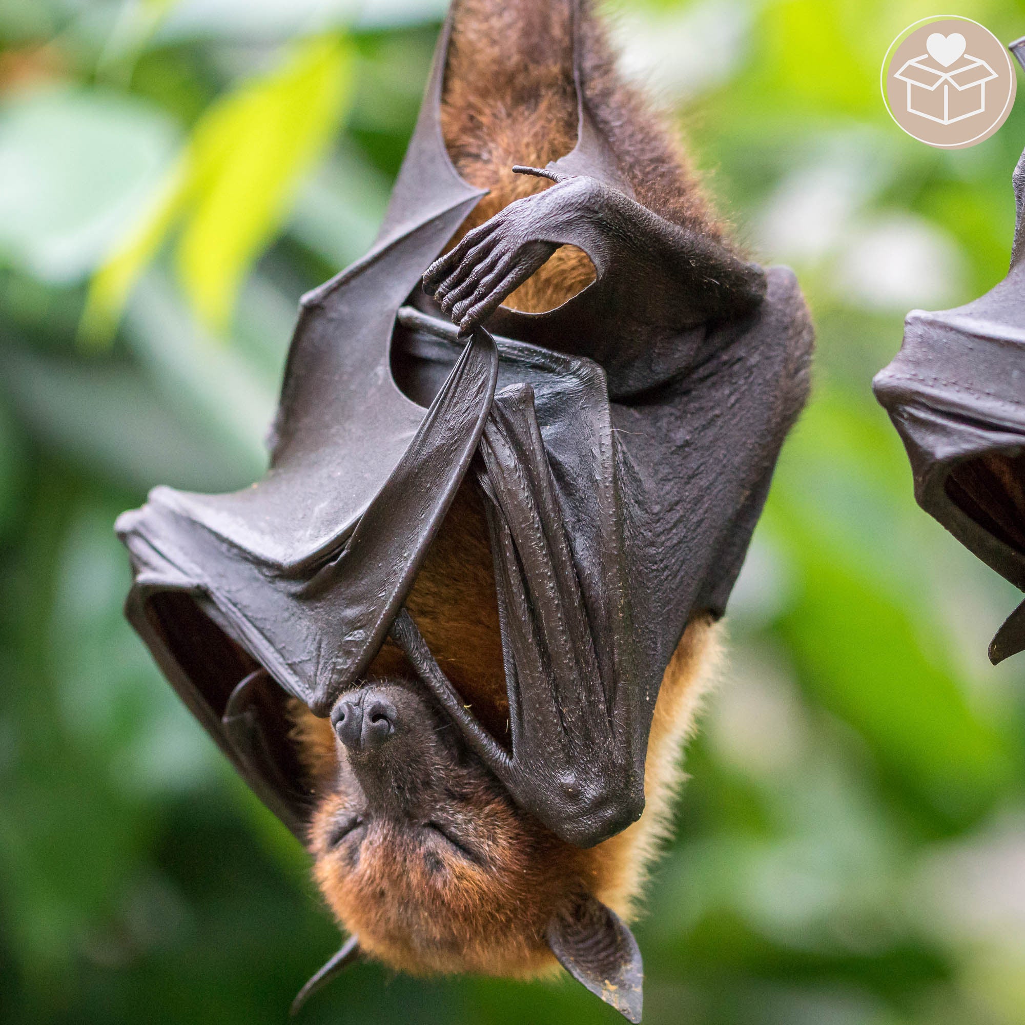 Provide Housing & Protection for Bats | GreaterGood