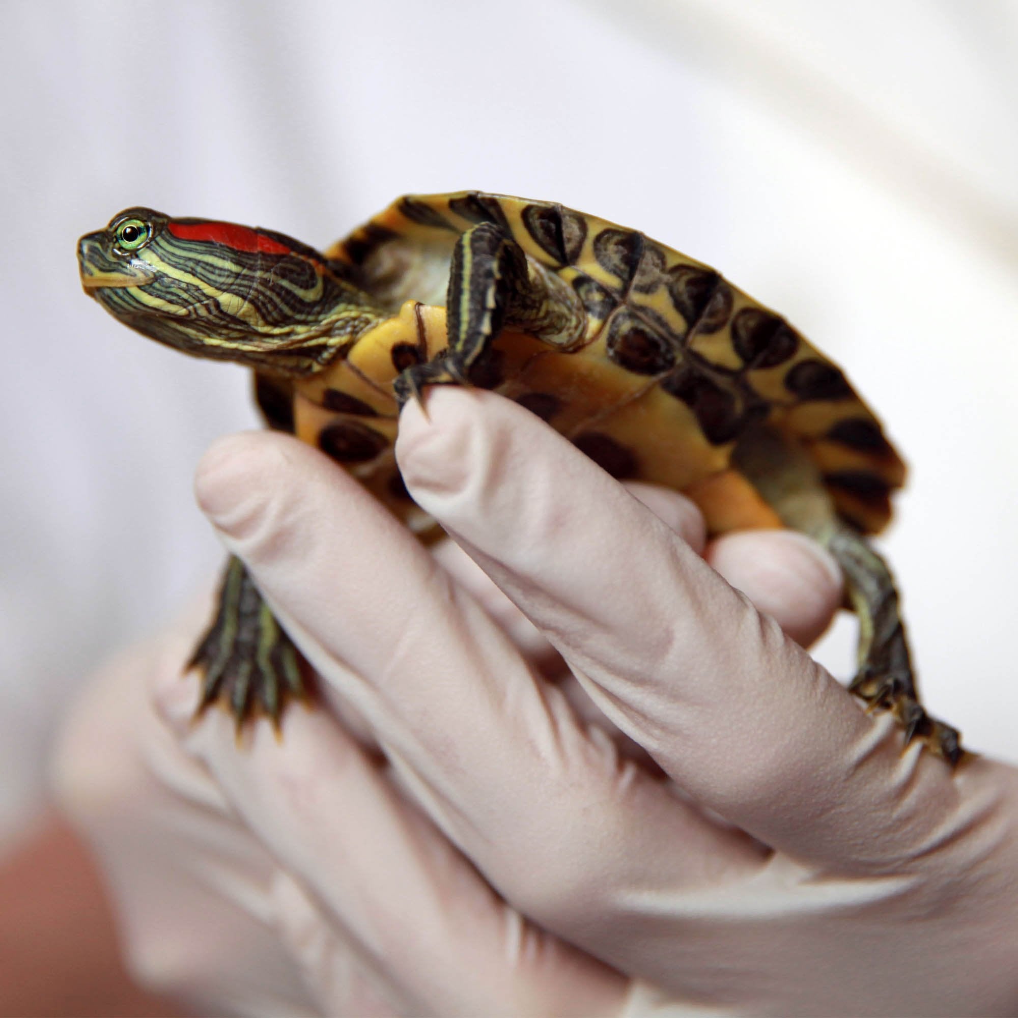 Help Turtles Help Rescued Turtles By Sending Supplies | GreaterGood