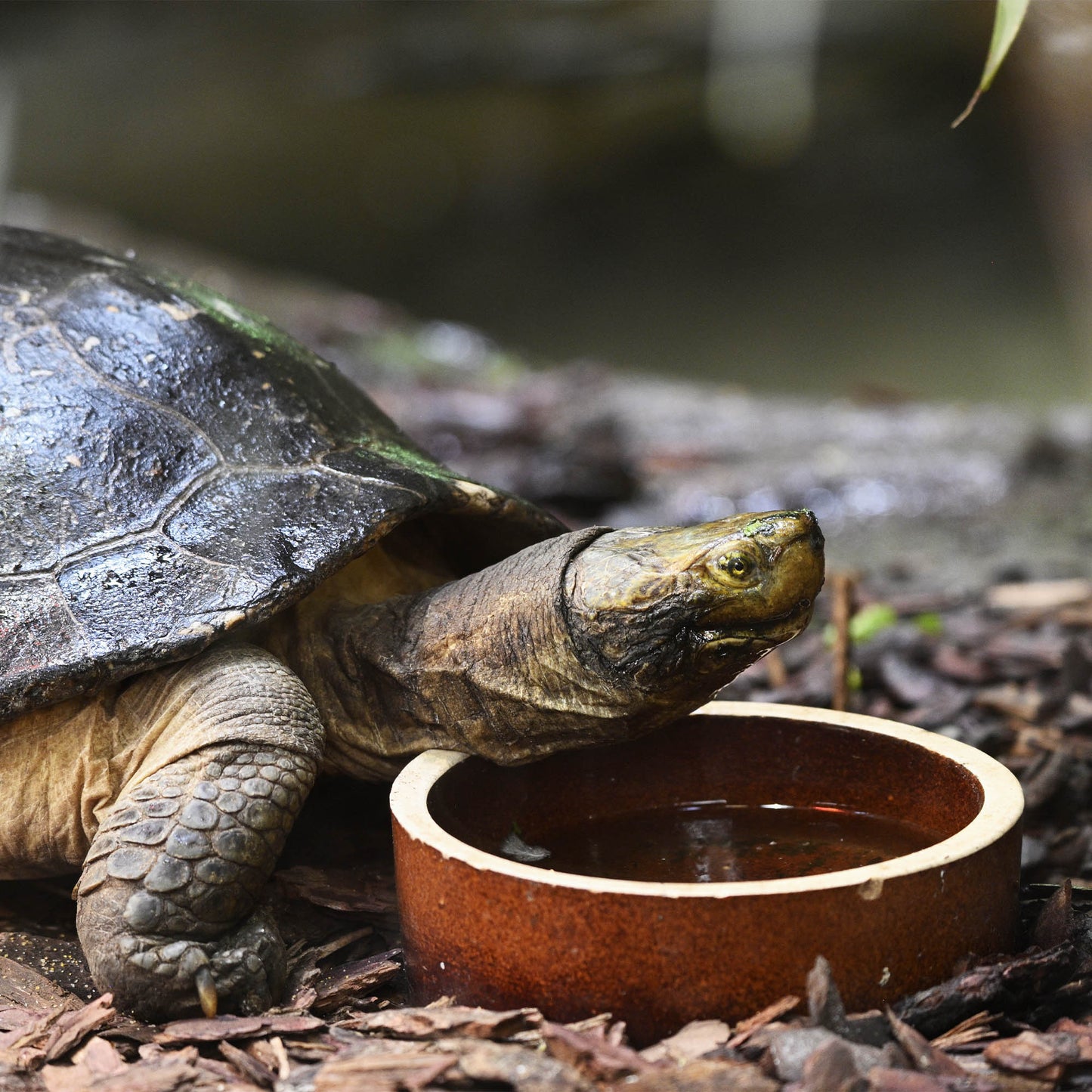 Help Rescued Turtles By Sending Supplies