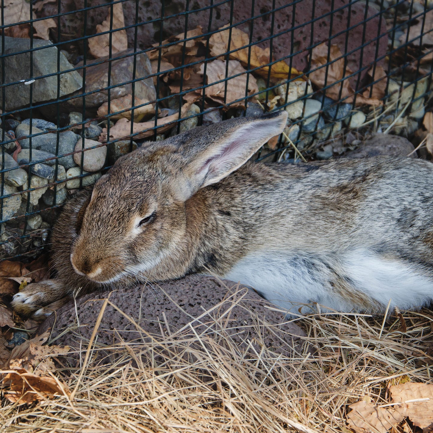 Send Supplies & Goodies To Rescued Bunnies