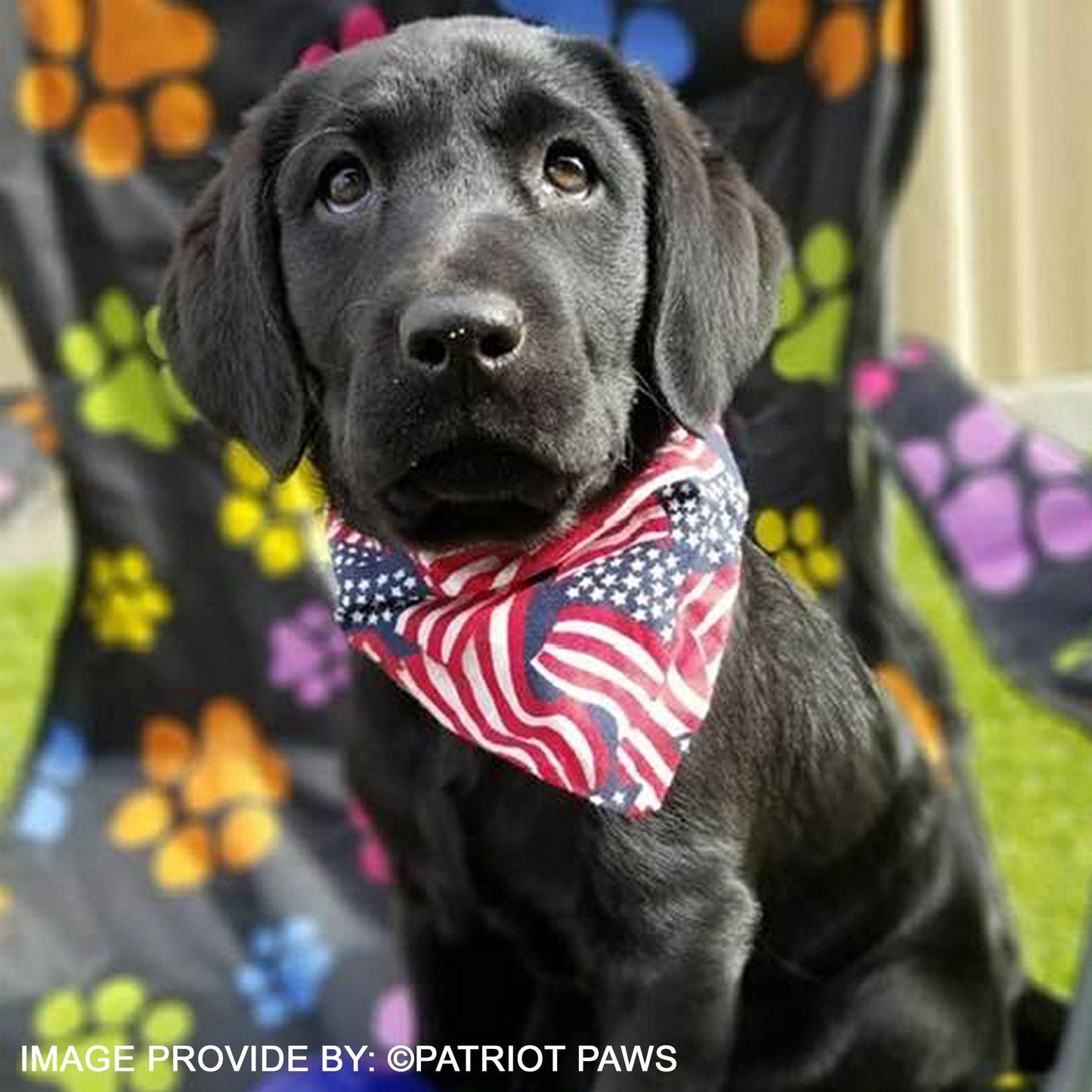 School Packs for Shelter Dogs to Become a Best Bud for a Veteran