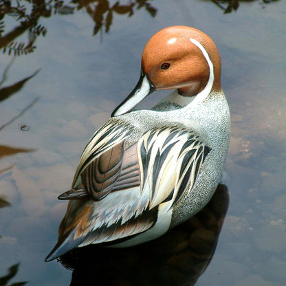 Posing Pintail Duck Indonesian Wood Bird Sculpture