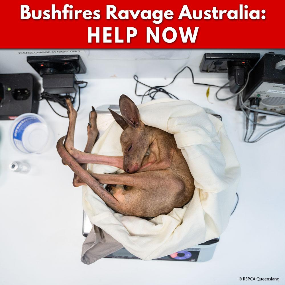 URGENT: Bushfires Ravage People & Wildlife In Australia - HELP NOW