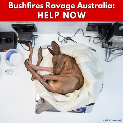 URGENT: Bushfires Ravage People & Wildlife In Australia - HELP NOW