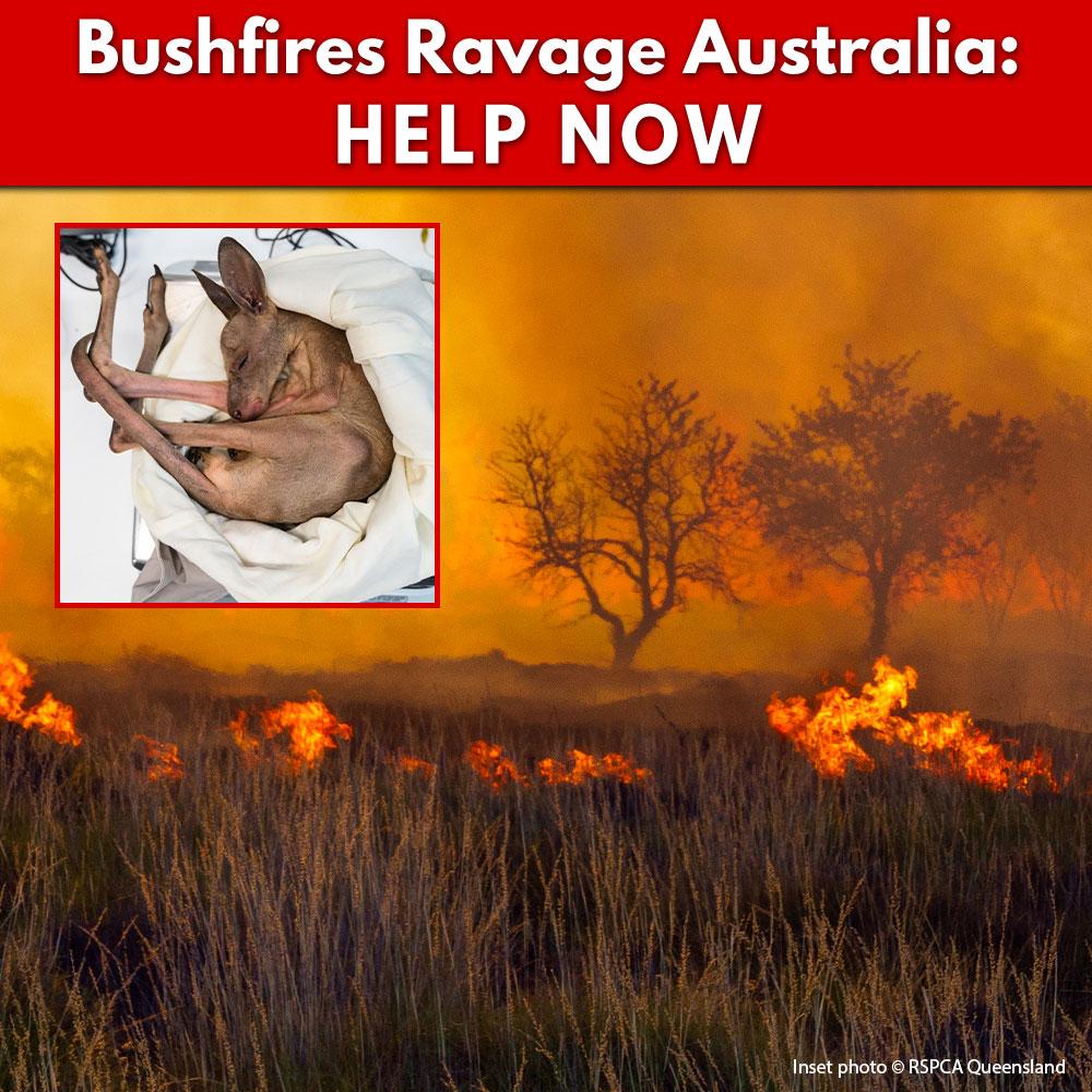URGENT: Bushfires Ravage People & Wildlife In Australia - HELP NOW